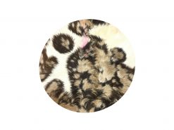 peau de djembe instrument de musique